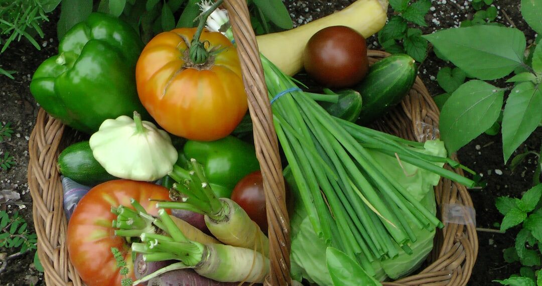 Homegrown garden vegetables in a harvest basket