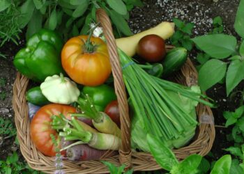 Homegrown garden vegetables in a harvest basket