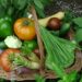 Homegrown garden vegetables in a harvest basket